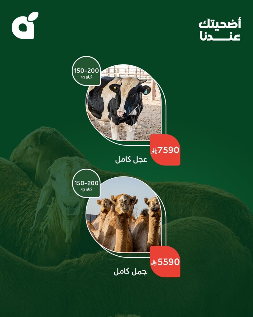499870210 1100267258802852 4435569464354557249 n